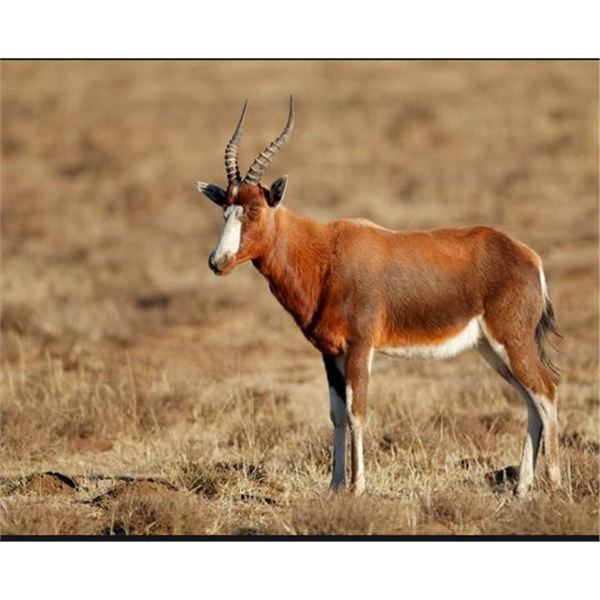 Mount Carmel Safaris South African Plains Game Hunt for Springbok and Blesbok