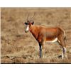 Image 1 : Mount Carmel Safaris South African Plains Game Hunt for Springbok and Blesbok