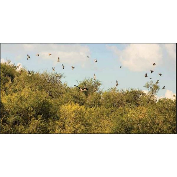 Dove Hunt for Six in Argentina with OC Outfitters