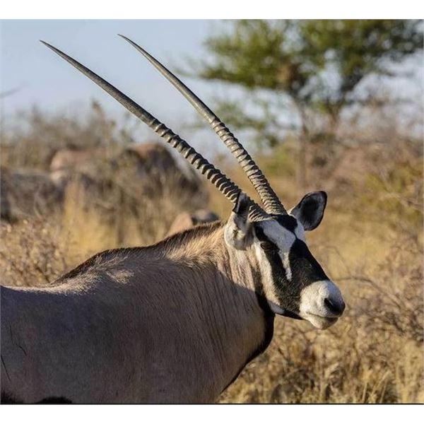 South African Plains game Hunt for Three Hunters with Mynyati Safaris