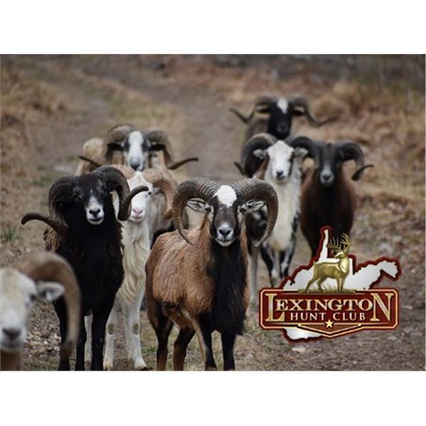 Trophy Exotic Ram Hunt at the Lexington Hunt Club in West Virginia