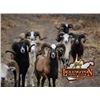 Image 1 : Trophy Exotic Ram Hunt at the Lexington Hunt Club in West Virginia