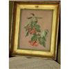 Image 1 : Exceptional Fine FRENCH Botanical of CHERRIES- #1172920
