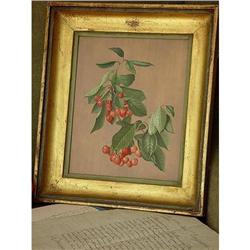 Exceptional Fine FRENCH Botanical of CHERRIES- #1213130