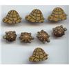 Image 1 : 4 Plastic Turtle Buttons and 4 Turtle Glue Ons #1220652