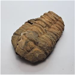 12)  NATURAL 100.3 GRAMS TRIBOLITE FOSSIL