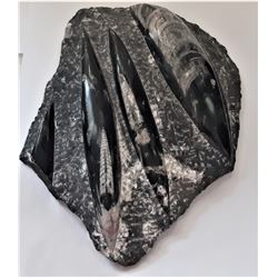 13)  400 MILLION YEAR OLD FOSSILIZED