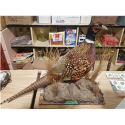 Pheasent Mount