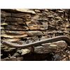 Image 2 : Lot of Antique horse shoes and halter