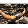 Image 1 : Set of Bull Horns Display approx 24 inches