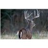 Image 1 : Southeast Iowa - 5 Day Whitetail Hunt for 1 Hunter