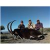 Image 6 : 8 - SOUTH AFRICAN SABLE SAFARI  FOR 1 HUNTER AND 1 NON-HUNTER