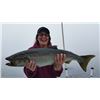 Image 8 : 9 - LAKE MICHIGAN FISHING CHARTER FOR 4 ANGLERS
