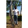 Image 4 : 19 - TROPHY ALLIGATOR GAR BOWFISHING or ROD & REEL FOR 2 ANGLERS