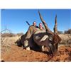 Image 4 : 30 - SOUTH AFRICAN SPIRAL HORN SAFARI FOR 2 HUNTERS
