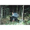 Image 3 : 39 - MINNESOTA TROPHY BLACK BEAR HUNT FOR 1 HUNTER