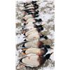 Image 5 : 40 - NORTH DAKOTA DUCK and GOOSE HUNT FOR 2 HUNTERS