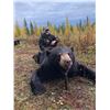Image 5 : 45 - MINNESOTA TROPHY BLACK BEAR HUNT FOR 1 HUNTER