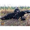 Image 6 : 45 - MINNESOTA TROPHY BLACK BEAR HUNT FOR 1 HUNTER