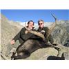 Image 3 : 11 - SPANISH BIG GAME HUNT FOR 1 HUNTER