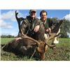 Image 6 : 11 - SPANISH BIG GAME HUNT FOR 1 HUNTER