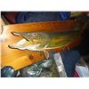 Image 2 : MOUNTED 22 LB JACK FISH (PIKE)
