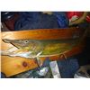 Image 3 : MOUNTED 22 LB JACK FISH (PIKE)