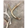 Image 1 : 4 Deer Sheds