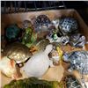 Image 2 : Lot of turtle figure collectibles