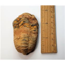 4)  TRIBOLITE FOSSIL SPECIMEN, 81.5 GRAMS