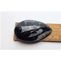 8)  BLACK POLISHED ORTHOCERUS FOSSIL