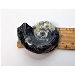7)  BLACK ORTHOCERAS AMMONITE FOSSIL
