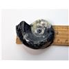 Image 1 : 7)  BLACK ORTHOCERAS AMMONITE FOSSIL