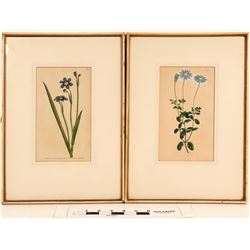 William Curtis Botanical Prints (2)  (108703)