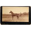 Image 1 : Harness Racing Picture Silkwood  (122181)