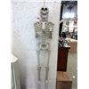 Image 1 : 5 Foot Tall Plastic Skeleton