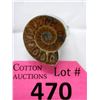 Image 1 : New Ammonite Fossil Ring - Adjustable Band