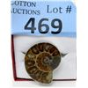Image 1 : New Ammonite Fossil Ring - Adjustable Band