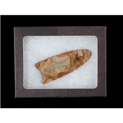 Paleo Fluted Clovis Point 15,000 - 10,000 B.P.