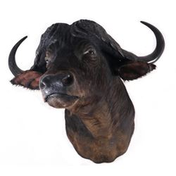 African Water Buffalo Trophy Shoulder Mount