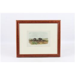 Original JJ Audubon Star Nose Mole Lithograph No14