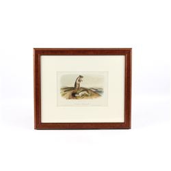 JJ Audubon Douglasses Spermophile Lithograph No10