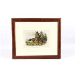 Original JW Audubon Framed Marmot Lithograph No27