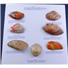Image 1 : Rossel Island Money Collection