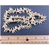 Image 1 : Porpoise Teeth String