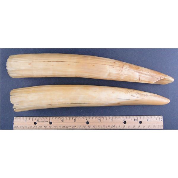 Hippopotamus Teeth