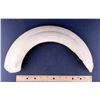 Image 2 : Hippopotamus Teeth