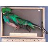 Image 1 : Complete Mounted Quetzal Bird