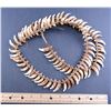 Image 1 : Dog Teeth Necklace