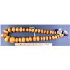 Image 1 : Amber Bead Necklace